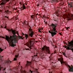 GRAPE SODA™ CORAL BELLS -Deals Tend Twig Store DETA 3009