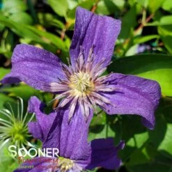 SAPPHIRE INDIGOâ„¢ CLEMATIS