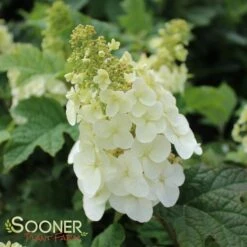 RUBY SLIPPERS DWARF OAKLEAF HYDRANGEA -Deals Tend Twig Store DETA 3037