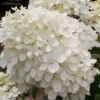 PHANTOM HYDRANGEA