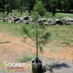 DEBONAIR™ POND CYPRESS 6 DEBONAIR™ POND CYPRESS -Deals Tend Twig Store DETA 3141