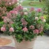 LITTLE QUICK FIRE® HYDRANGEA