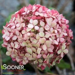 INVINCIBELLE® SPIRIT II HYDRANGEA -Deals Tend Twig Store DETA 3187