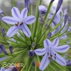 LILY OF THE NILE -Deals Tend Twig Store DETA 3244