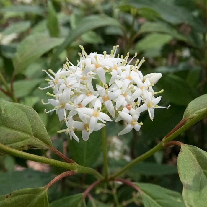 WINTER CANARY™ DOGWOOD 1 WINTER CANARY™ DOGWOOD