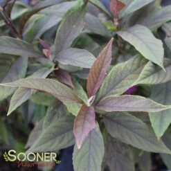 PEARL GLAM® BEAUTYBERRY