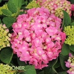 LET'S DANCE® BLUE JANGLES® HYDRANGEA -Deals Tend Twig Store DETA 3413
