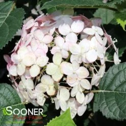 INCREDIBALL® BLUSH HYDRANGEA