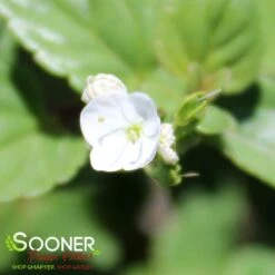 WHITEWATER PROSTRATE SPEEDWELL -Deals Tend Twig Store DETA 3464