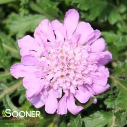 PINK MIST PINCUSHION FLOWER -Deals Tend Twig Store DETA 353