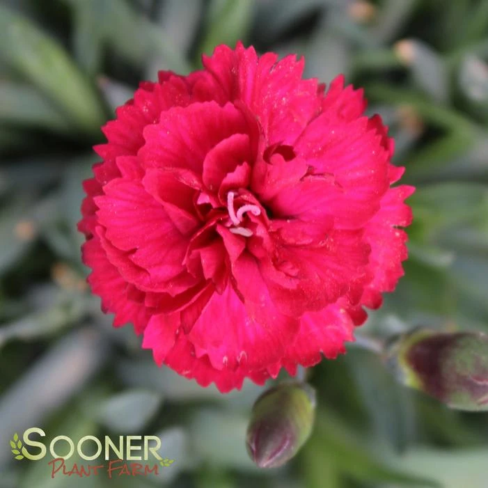 EARLY BIRD™ RADIANCE DIANTHUS 1 EARLY BIRD™ RADIANCE DIANTHUS