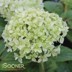 INVINCIBELLE® LIMETTA HYDRANGEA -Deals Tend Twig Store DETA 3558