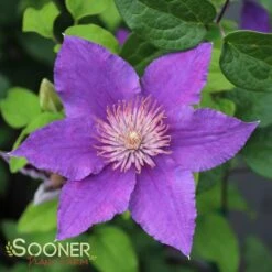 BIJOU™ CLEMATIS -Deals Tend Twig Store DETA 3563