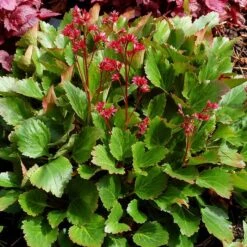 NOVA™ FLAME MUKGENIA 4 NOVA™ FLAME MUKGENIA -Deals Tend Twig Store DETA 3592