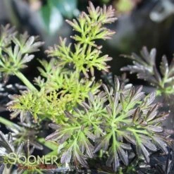 LACED UP® UPRIGHT ELDERBERRY -Deals Tend Twig Store DETA 3616