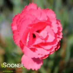 FRUIT PUNCH® CLASSIC CORAL DIANTHUS -Deals Tend Twig Store DETA 3633