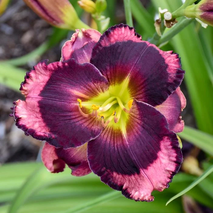 RAINBOW RHYTHM® STORM SHELTER DAYLILY 1 RAINBOW RHYTHM® STORM SHELTER DAYLILY