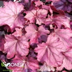 PRIMO® WILD ROSE CORAL BELLS -Deals Tend Twig Store DETA 3638