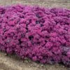 ROCK 'N ROUND™ SUPERSTAR SEDUM