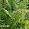 WESTERN SWORD FERN
