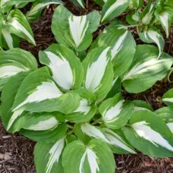 NIGHT BEFORE CHRISTMAS HOSTA -Deals Tend Twig Store DETA 3724