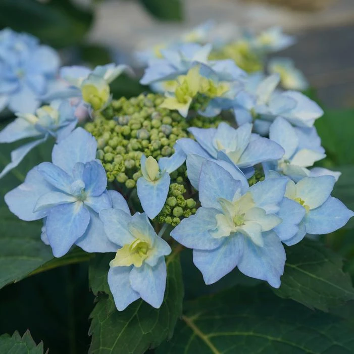 TUFF STUFF AH-HA® HYDRANGEA 1 TUFF STUFF AH-HA® HYDRANGEA