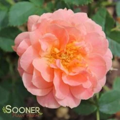 AT LAST® SHRUB ROSE -Deals Tend Twig Store DETA 3745