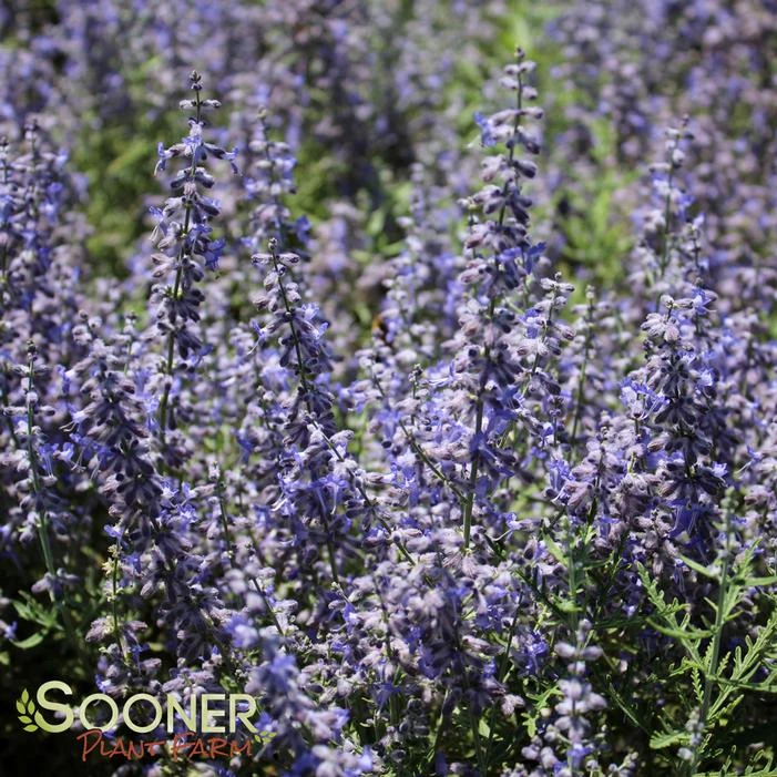 BLUE JEAN BABY RUSSIAN SAGE 2 BLUE JEAN BABY RUSSIAN SAGE - Image 2