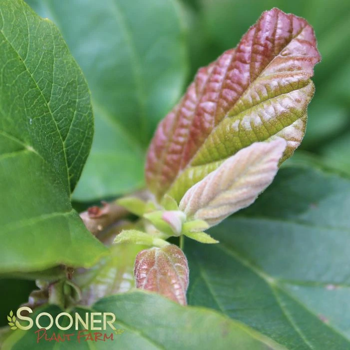 RUBY VASE® PERSIAN IRONWOOD 2 RUBY VASE® PERSIAN IRONWOOD - Image 2