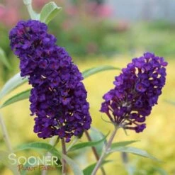 BLACK KNIGHT BUTTERFLY BUSH 5 BLACK KNIGHT BUTTERFLY BUSH -Deals Tend Twig Store DETA 391