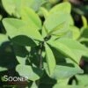 SUNNY MORNING PRAIRIEBLUES® FALSE INDIGO