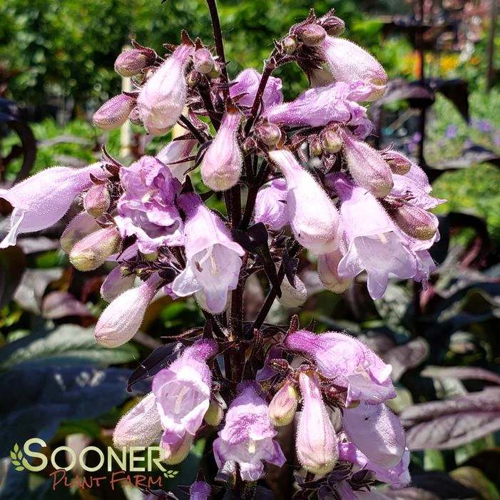 BLACKBEARD BEARDTONGUE 1 BLACKBEARD BEARDTONGUE