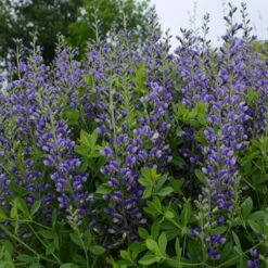 DECADENCE® BLUEBERRY SUNDAE FALSE INDIGO
