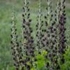 DECADENCE® DARK CHOCOLATE FALSE INDIGO