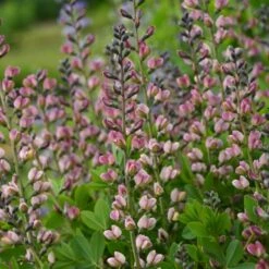 DECADENCE® DELUXE PINK TRUFFLES FALSE INDIGO