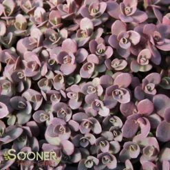SUNSPARKLER® FIRECRACKER SEDUM -Deals Tend Twig Store DETA 3988