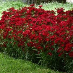 ROCKIN'™ RED DIANTHUS -Deals Tend Twig Store DETA 4006