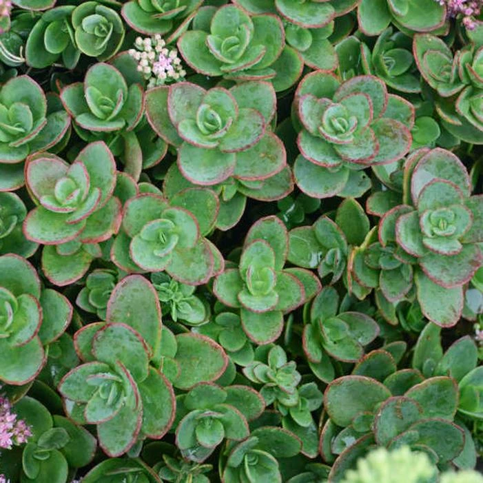 SUNSPARKLER® LIME ZINGER SEDUM 2 SUNSPARKLER® LIME ZINGER SEDUM - Image 2