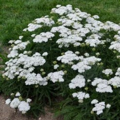 FIREFLY DIAMOND YARROW -Deals Tend Twig Store DETA 4091