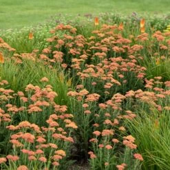 FIREFLY PEACH SKY YARROW 5 FIREFLY PEACH SKY YARROW -Deals Tend Twig Store DETA 4092