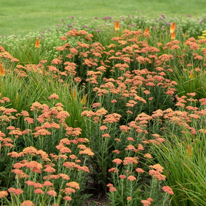 FIREFLY PEACH SKY YARROW 3 FIREFLY PEACH SKY YARROW - Image 3