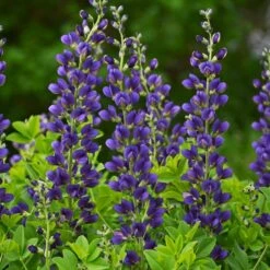DECADENCE® SPARKLING SAPPHIRES FALSE INDIGO -Deals Tend Twig Store DETA 4098