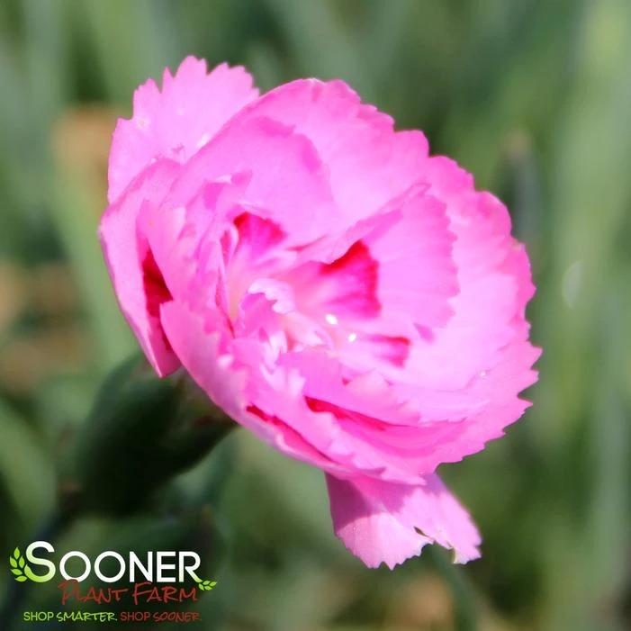 FRUIT PUNCH® SWEETIE PIE DIANTHUS 1 FRUIT PUNCH® SWEETIE PIE DIANTHUS