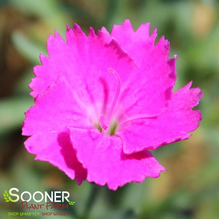 PAINT THE TOWN FUCHSIA DIANTHUS 2 PAINT THE TOWN FUCHSIA DIANTHUS - Image 2