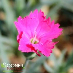 PAINT THE TOWN MAGENTA DIANTHUS -Deals Tend Twig Store DETA 4107