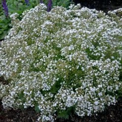 Deals Tend Twig Store -Deals Tend Twig Store DETA 4112