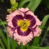 RAINBOW RHYTHM® SOUND OF MY HEART DAYLILY