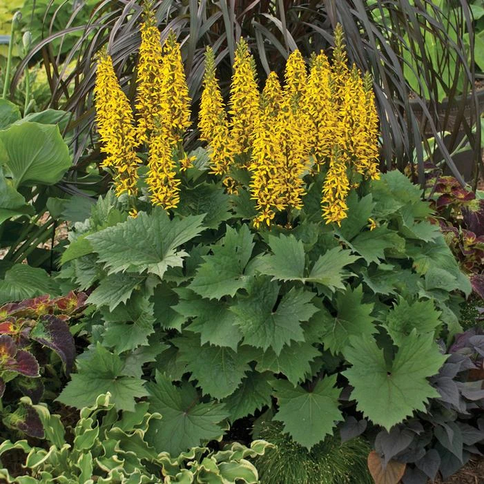 BOTTLE ROCKET GOLDEN RAY 1 BOTTLE ROCKET GOLDEN RAY