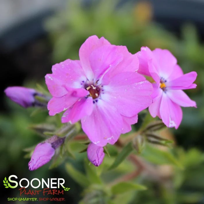 ROSE SPRITE HYBRID SPRING PHLOX 1 ROSE SPRITE HYBRID SPRING PHLOX