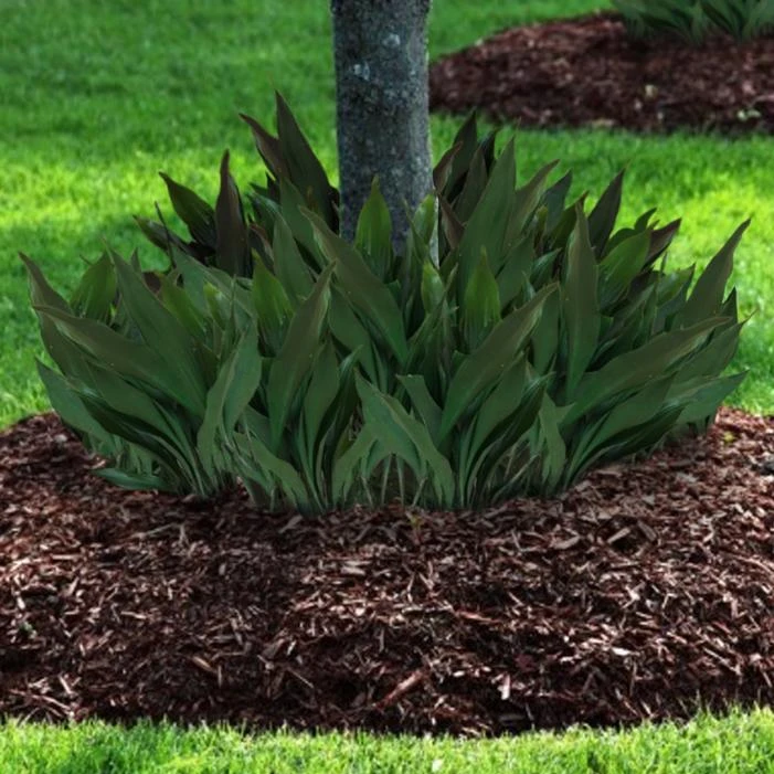 TINY TANK™ DWARF CAST IRON PLANT 1 TINY TANK™ DWARF CAST IRON PLANT